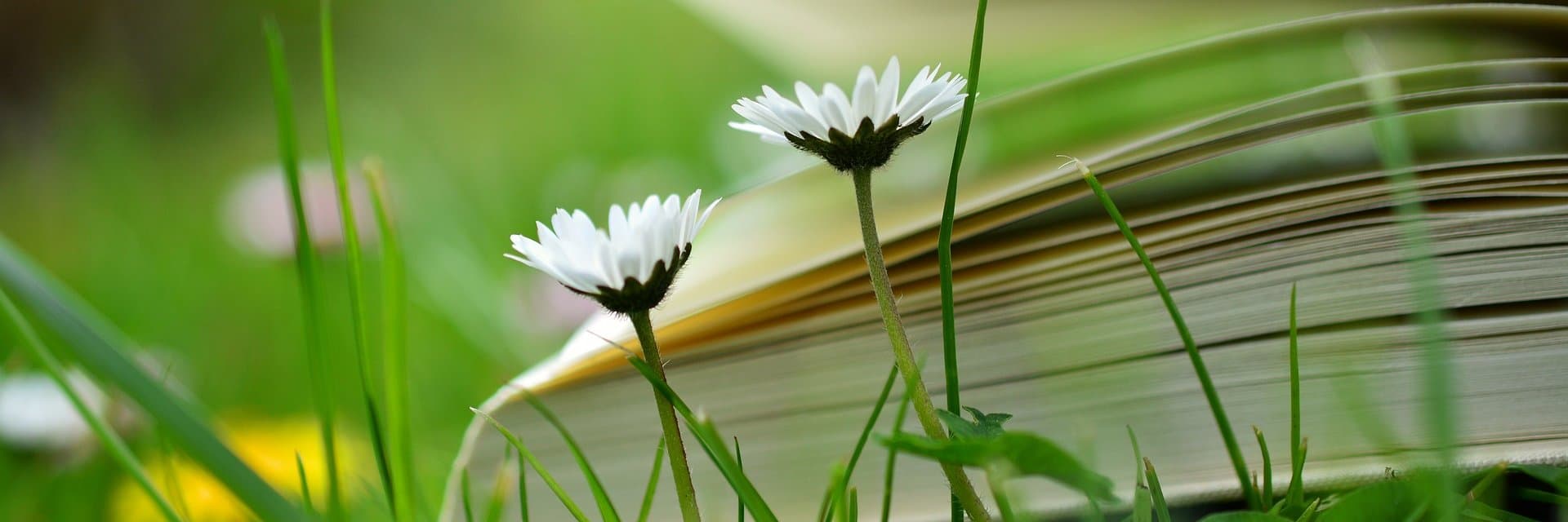 MediaConnect cover picture