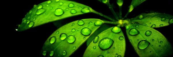 Cephas Consultancy Services Private Limited cover picture