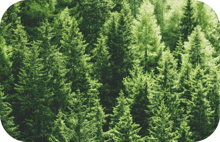 Oren cover picture