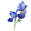 Blueiris logo