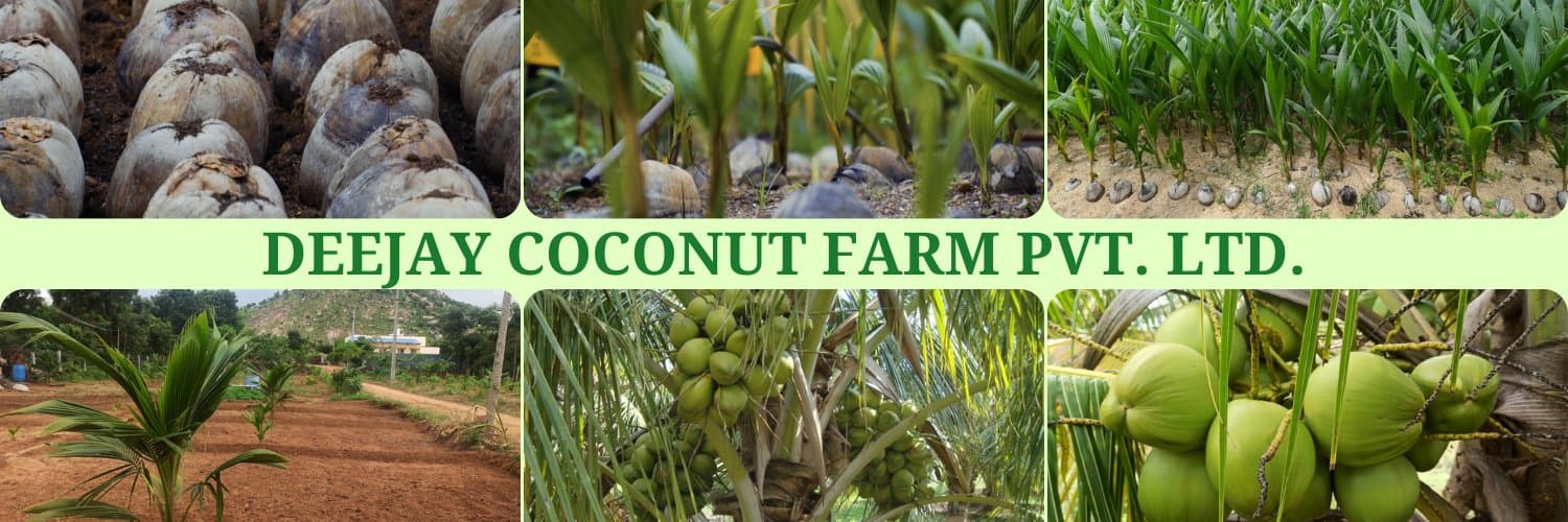 Deejay Coconut Farm Pvt Ltd cover picture